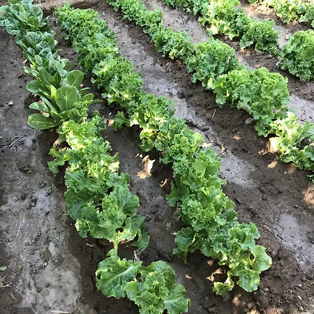 Отель Stafilos 4*